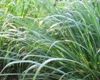tripsacum dactyloides 9-10.jpg